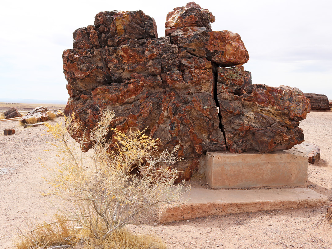 Base of a trunk