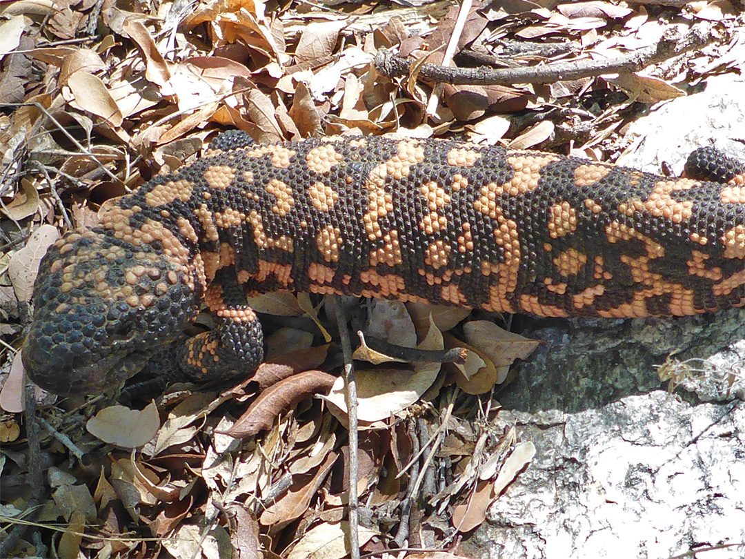 Gila monster - close view