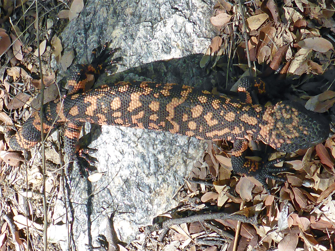 Gila monster