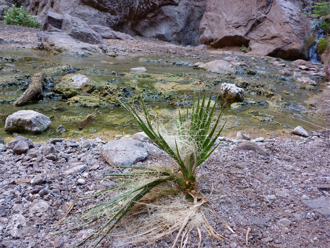 Young palm tree