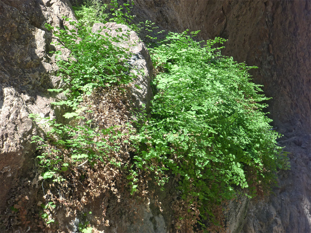 Maidenhair fern