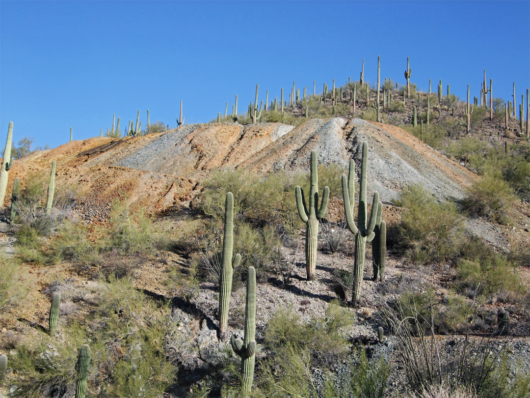 Saguaro cacti