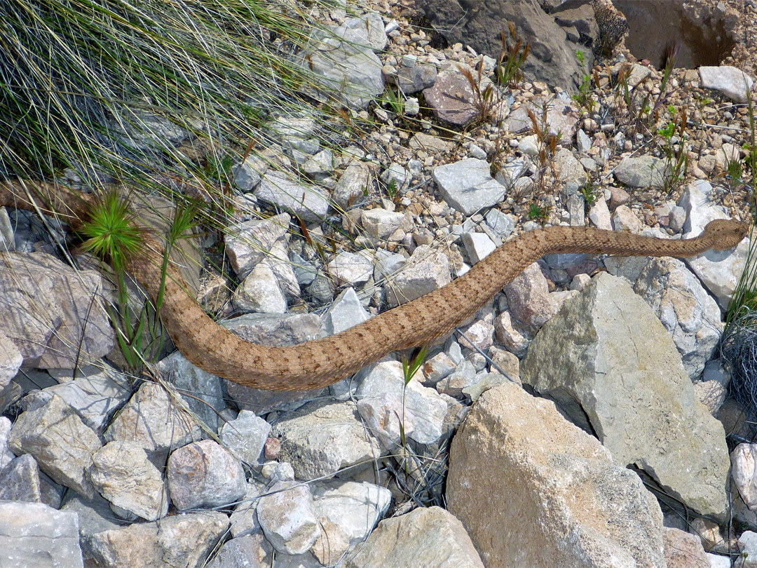 Grand Canyon rattlesnake