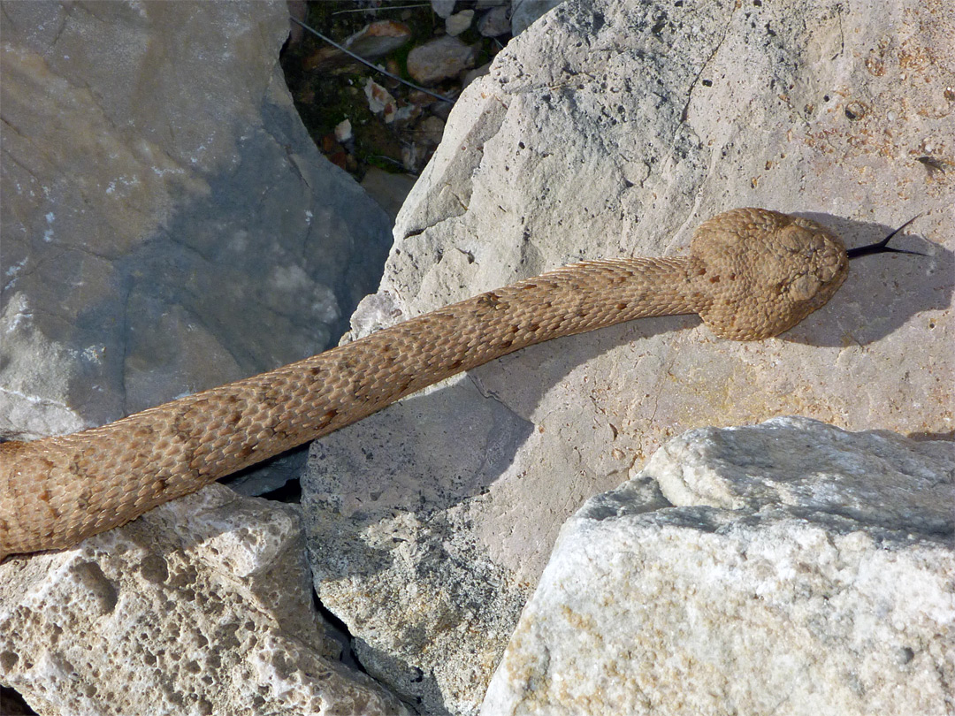 Head of a rattlesnake