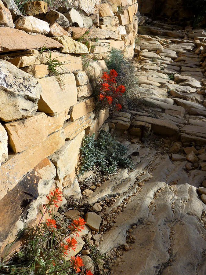 Indian paintbrush