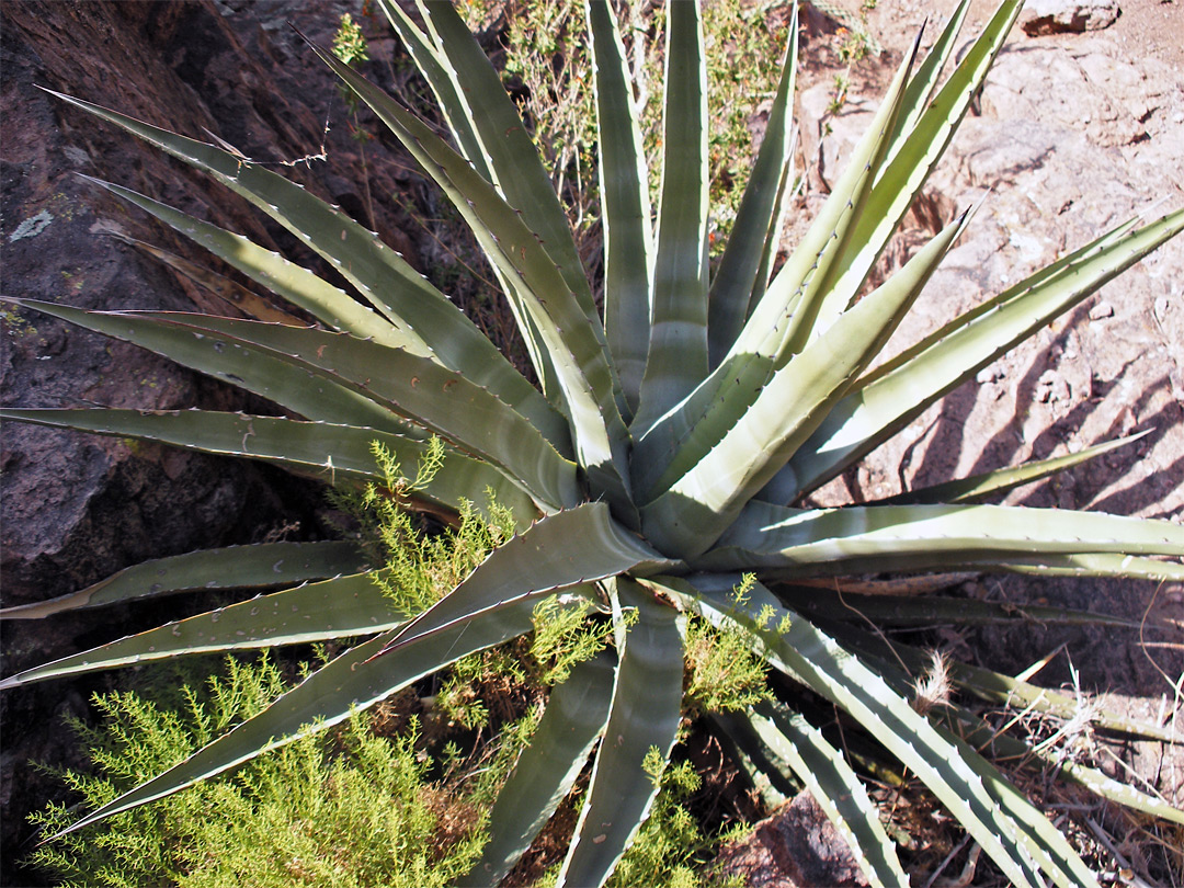 Agave