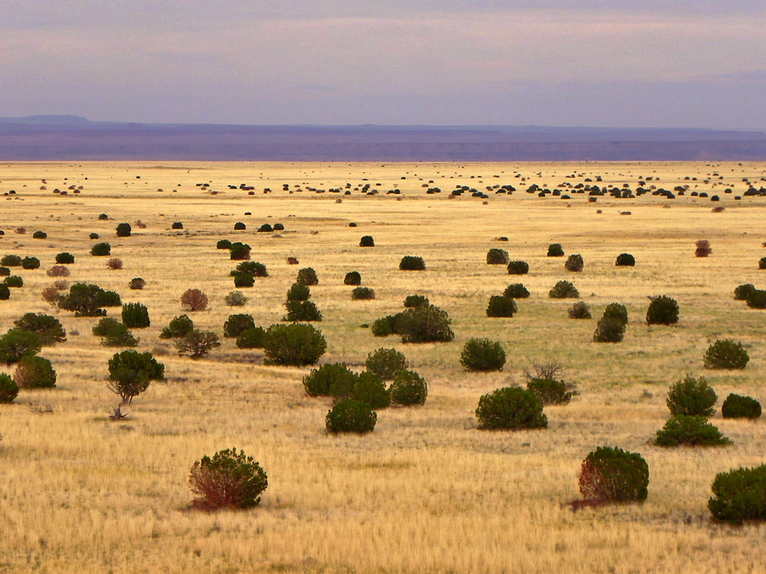 Grassland and bushes