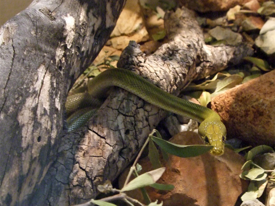 Green rat snake