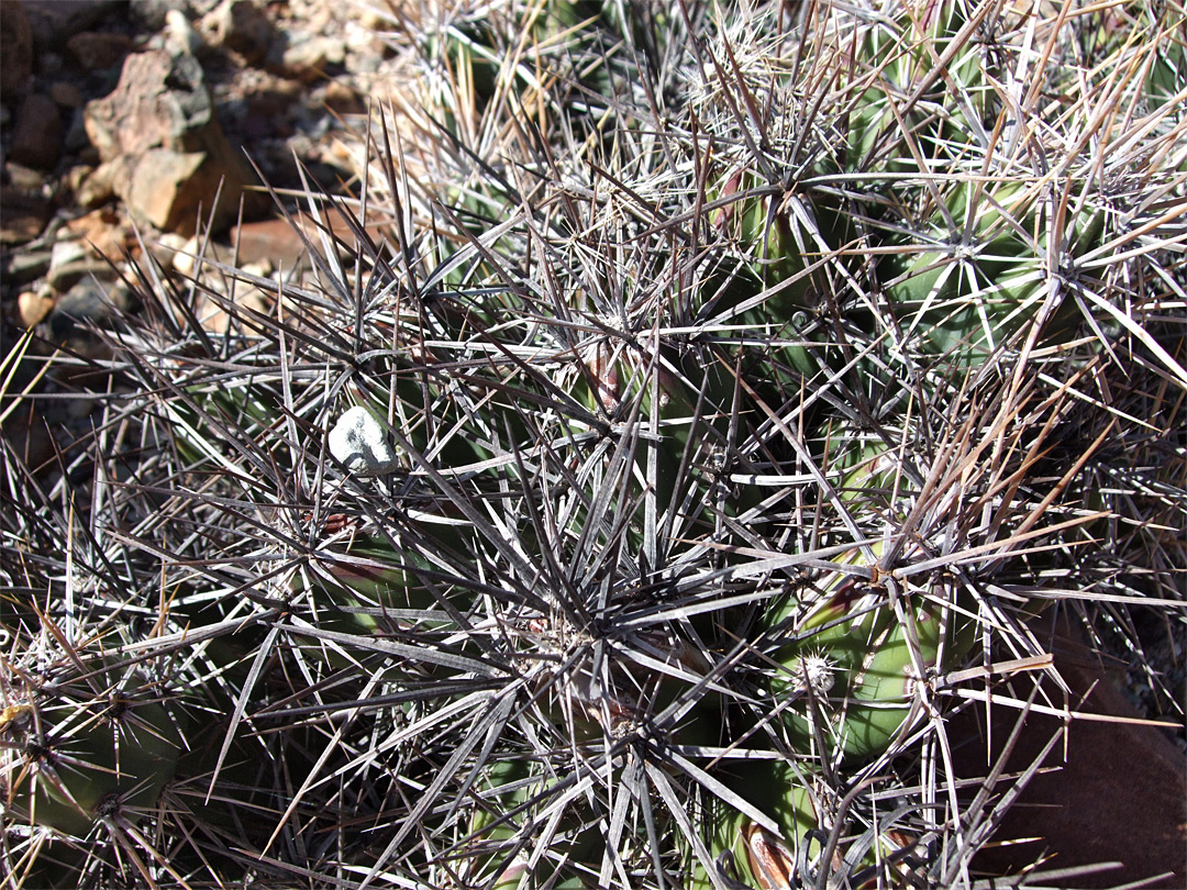 Grusonia invicta - dense spines