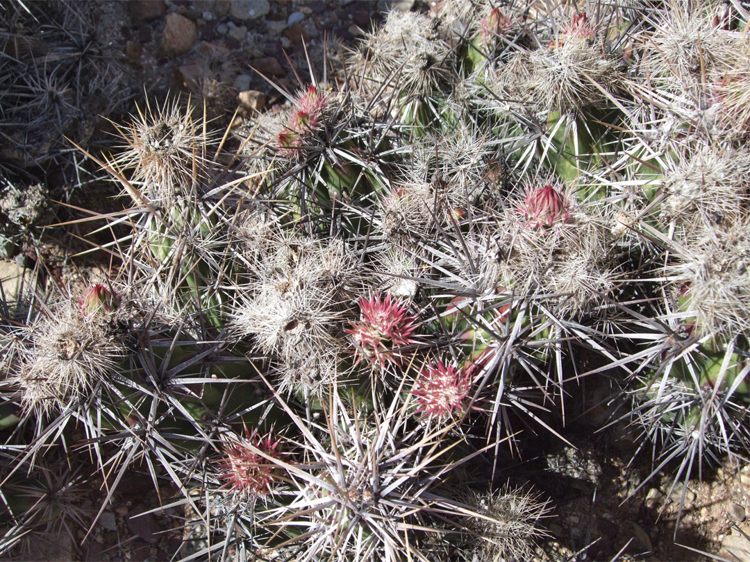 Grusonia invicta - red flower buds