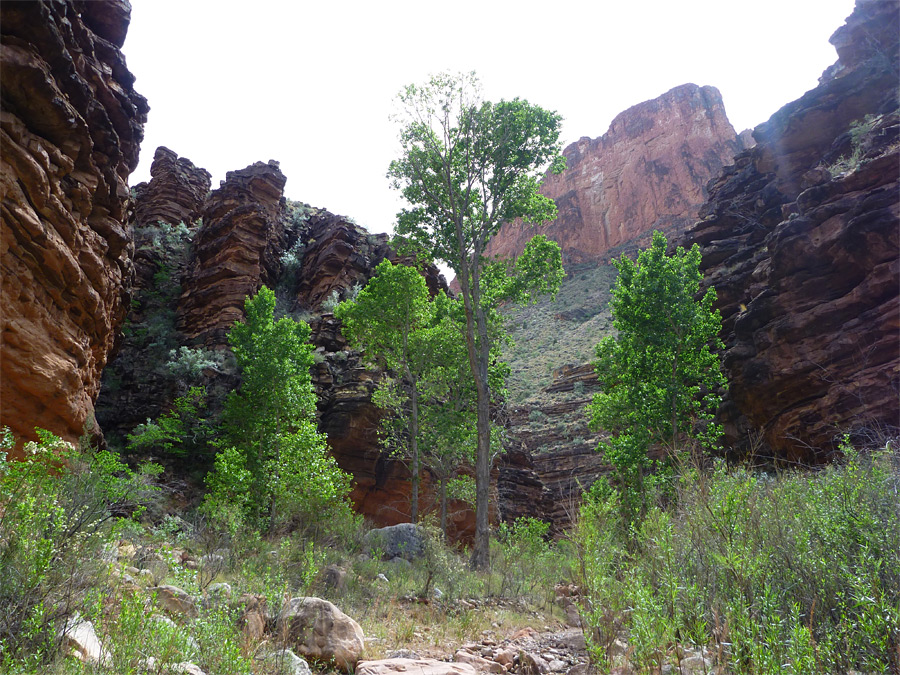 Trees beside the creek