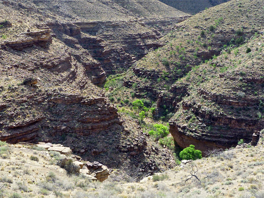 Trees beside Hance Creek