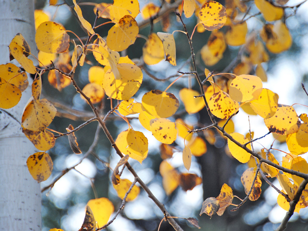 Aspen leaves