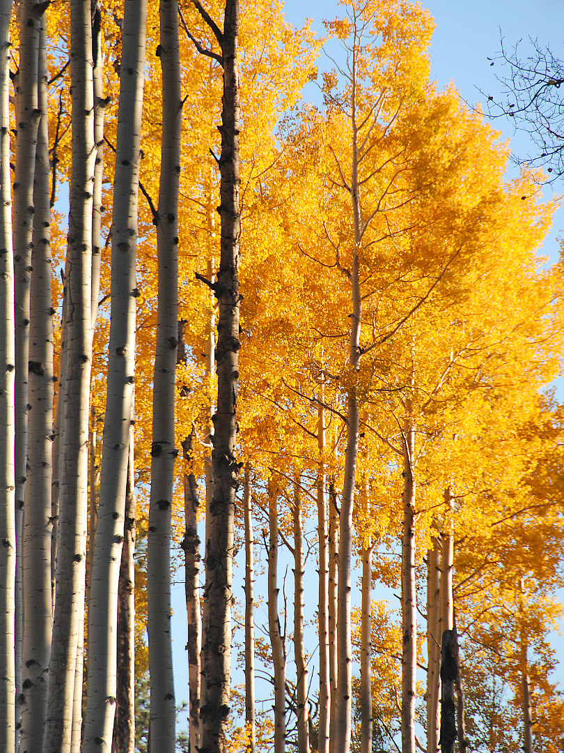 Aspen trunks