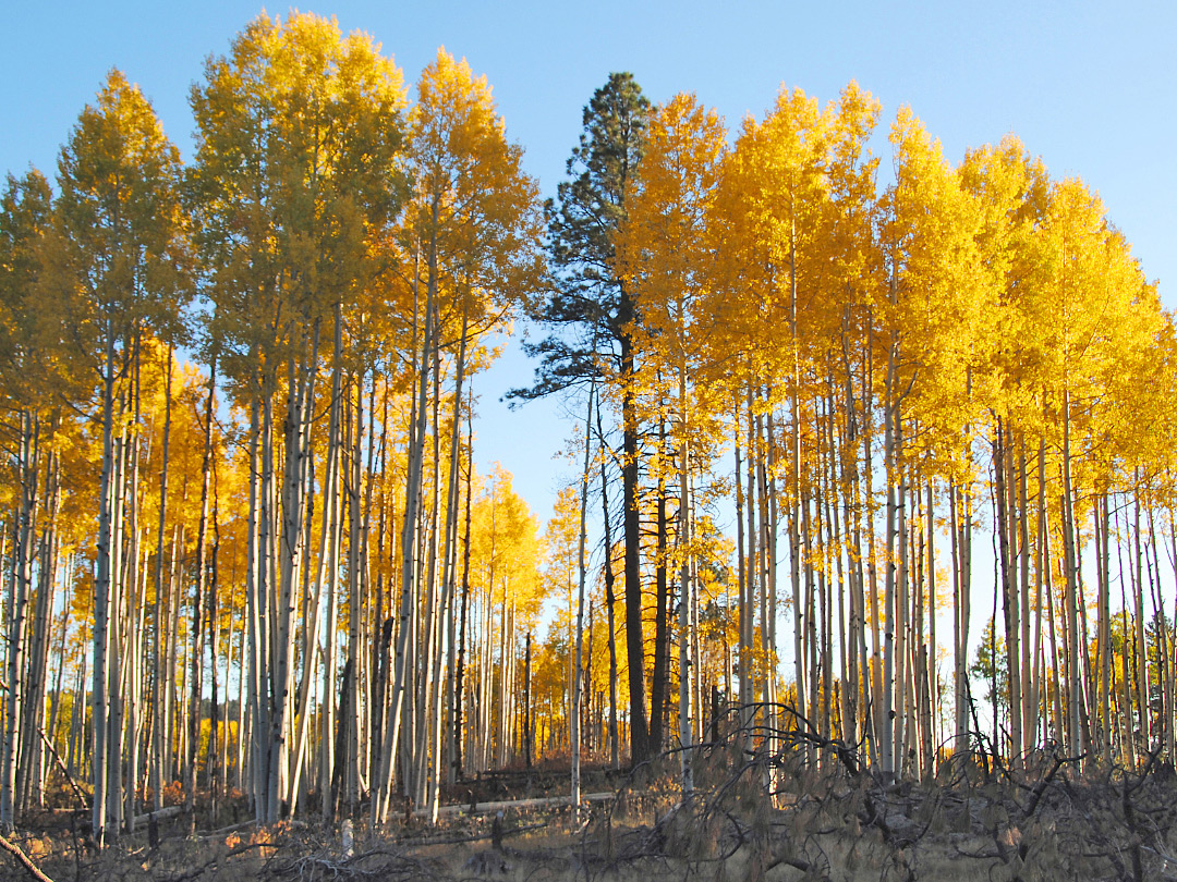 Many aspen trees