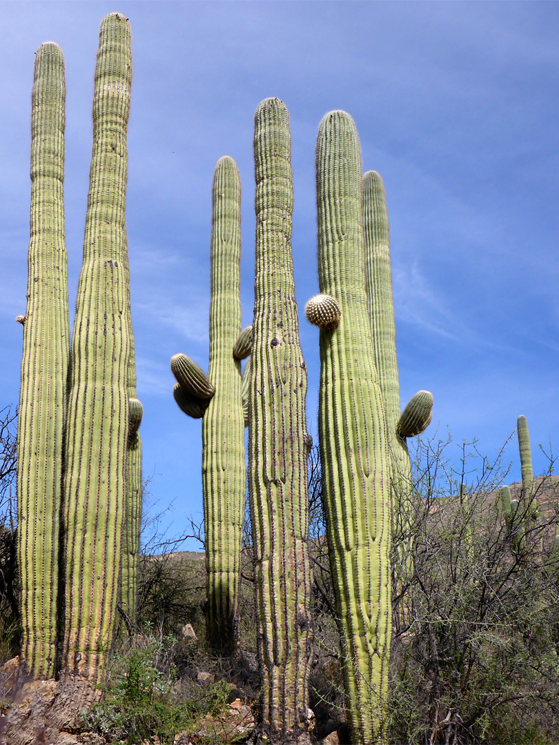 Saguaro cluster