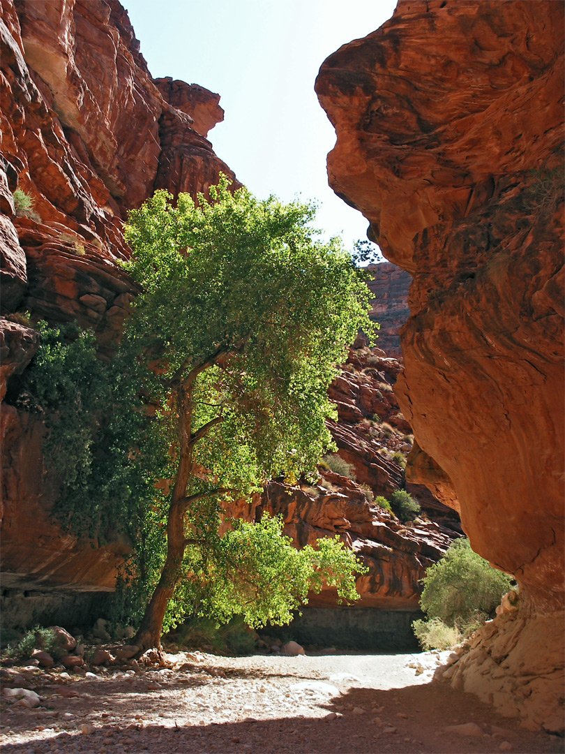 Cottonwood tree