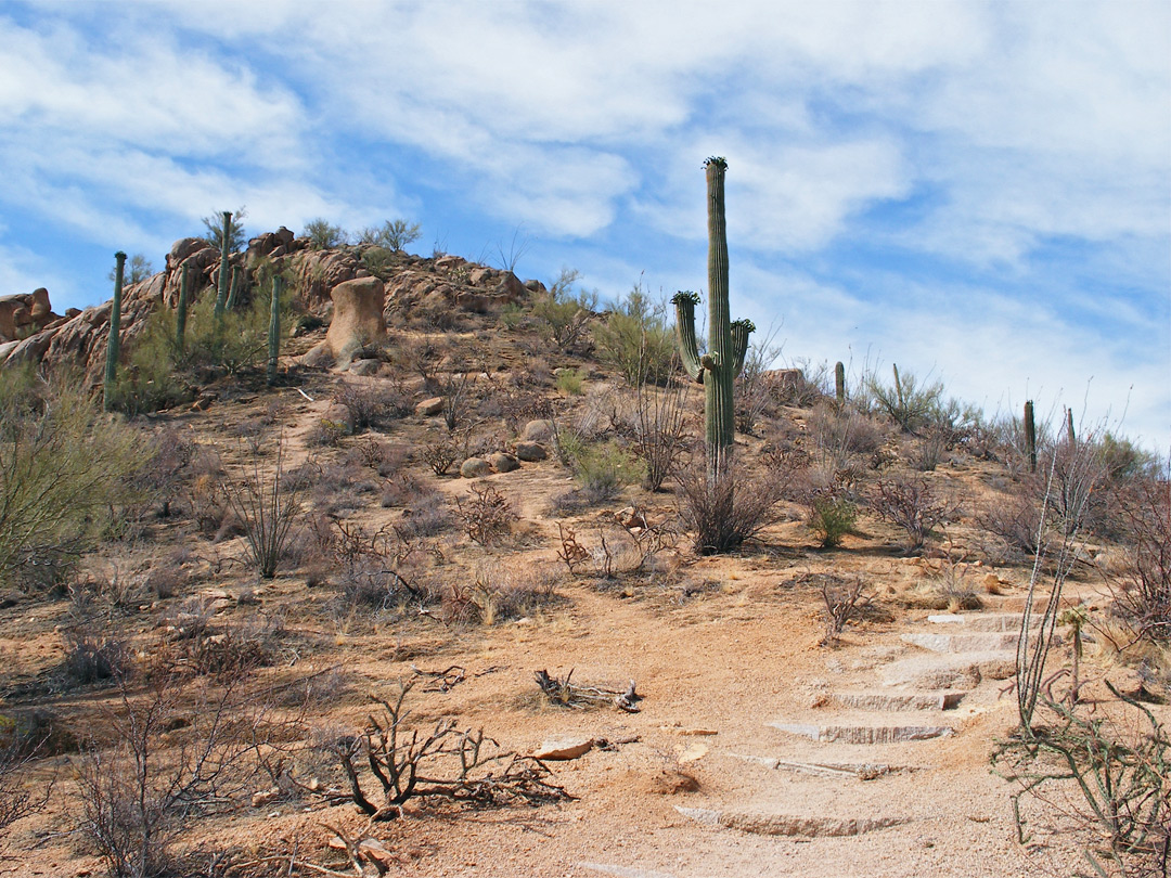 Steps on the Hugh Norris Trail