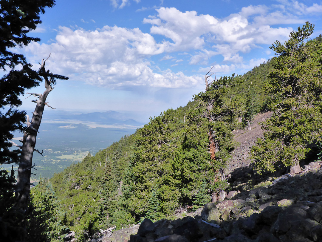 Trees and basalt