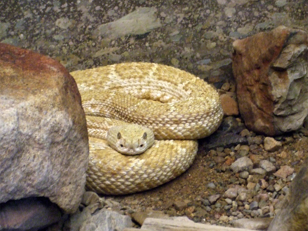 Hypomelanistic western diamondback