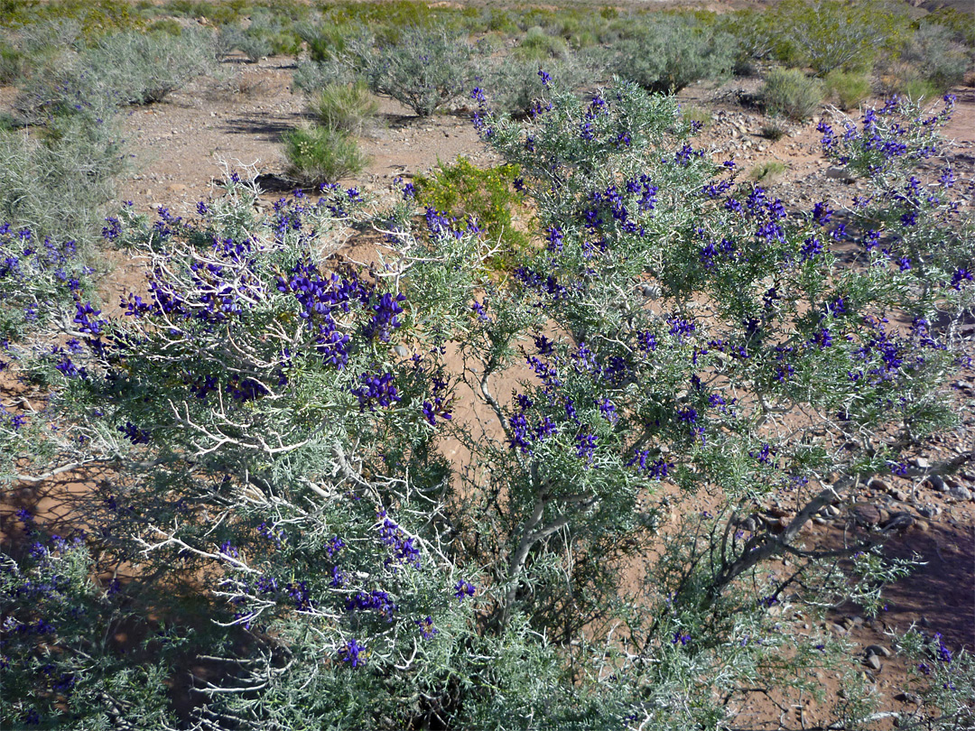 Blue-purple flowers