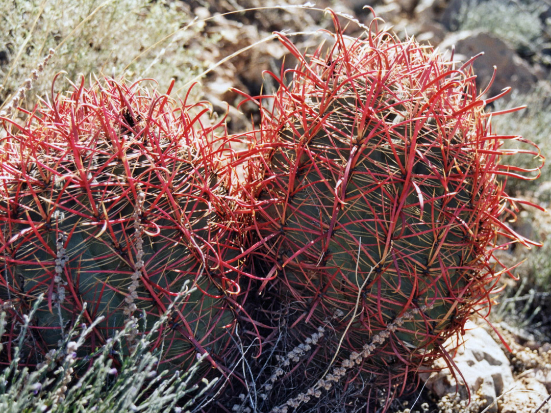 Bright red spines
