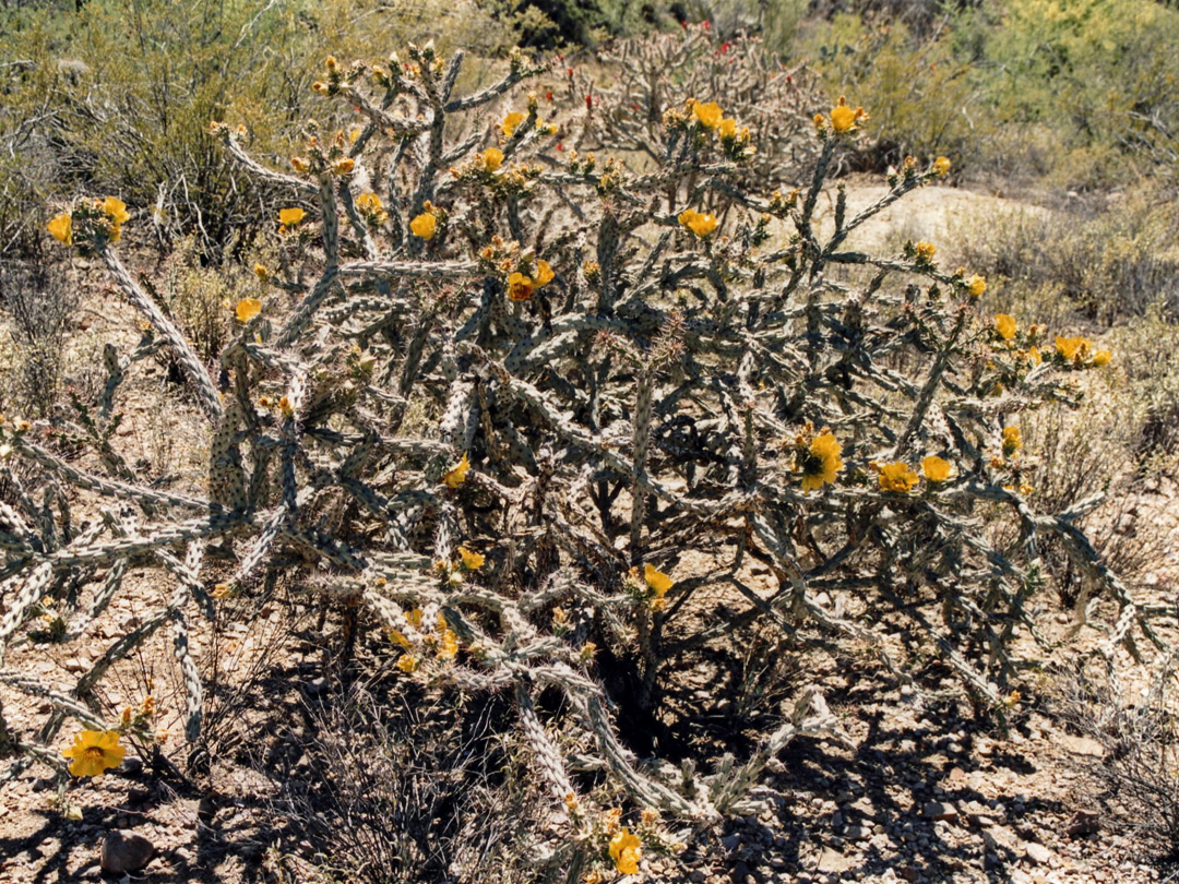 Yellow flowering cholla