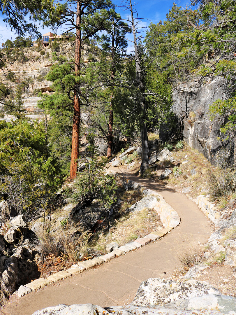 Path through the trees