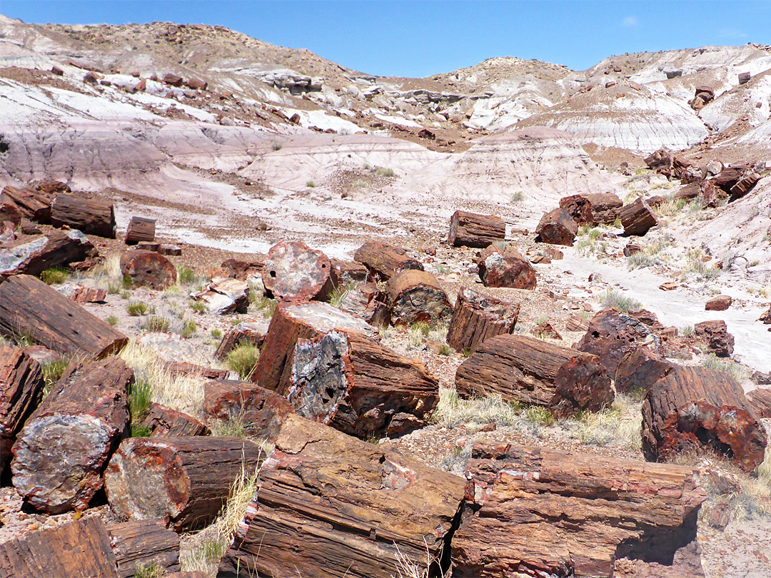 Many logs