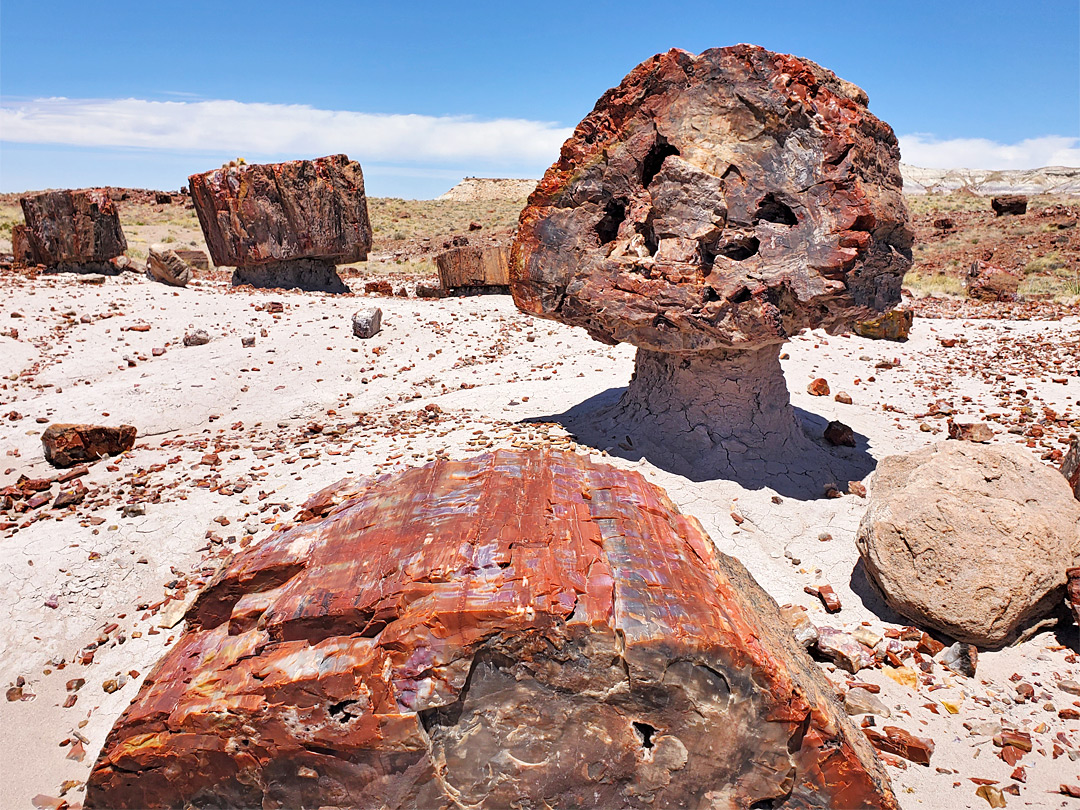 Petrified wood hoodoo