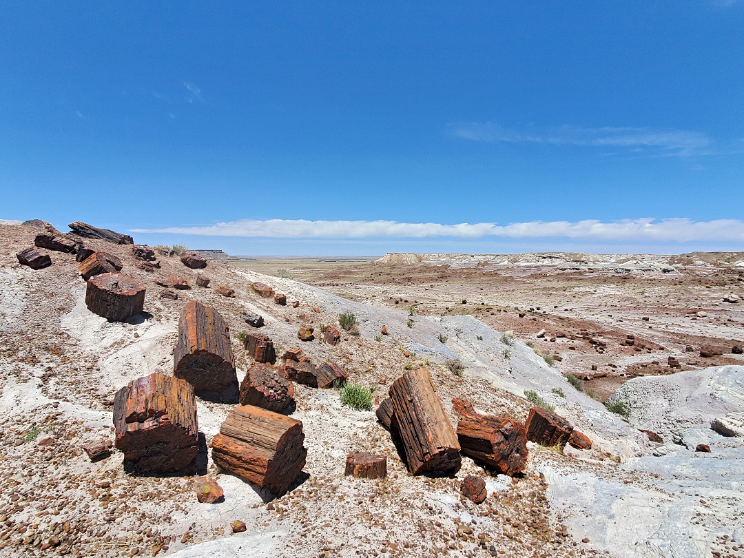 Scattered logs