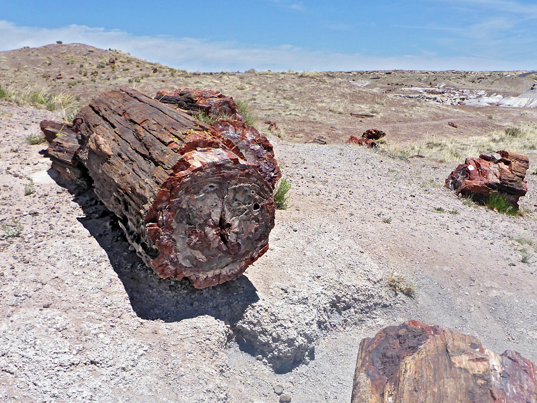 Logs on a mound
