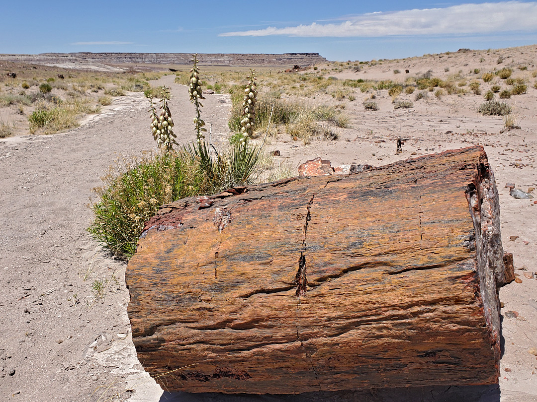 Narrow-leaf yucca