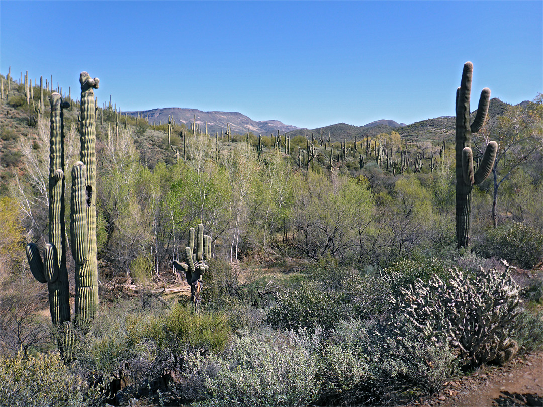 Cacti