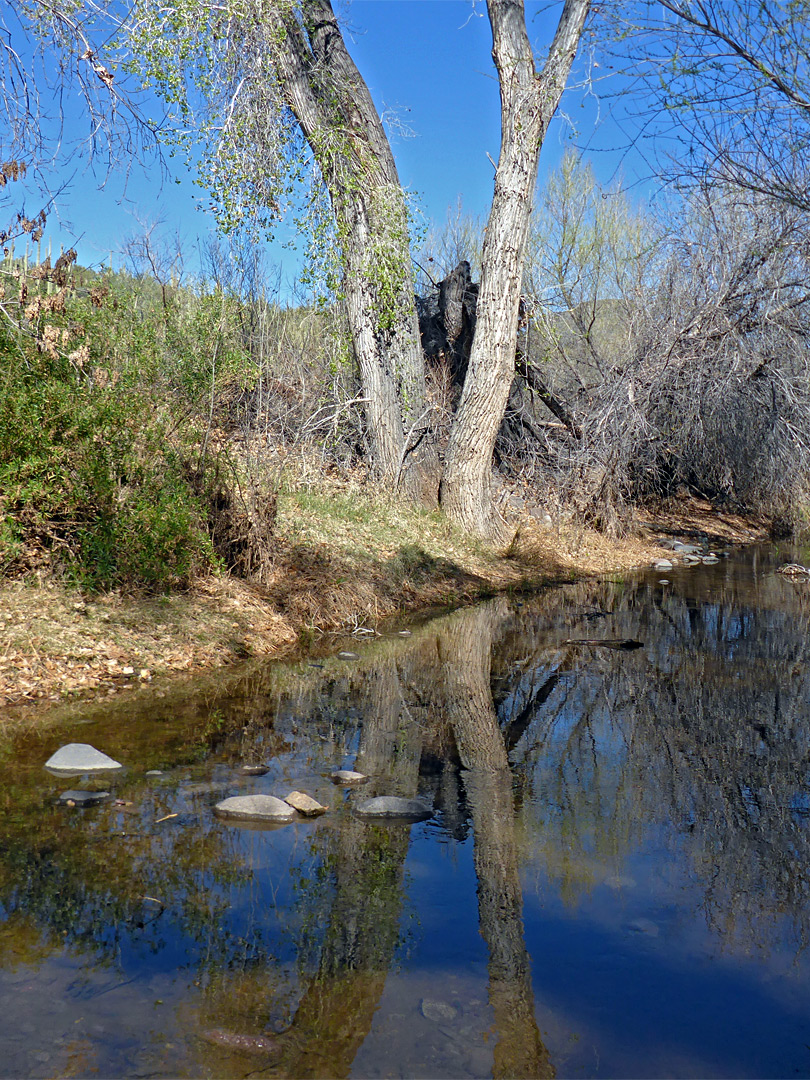 Cottonwood