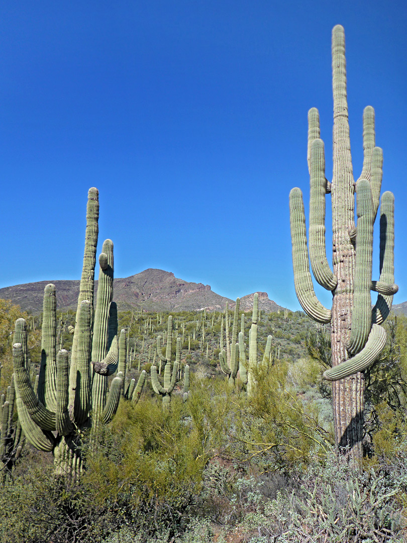 Many saguaro