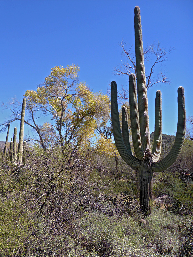 Saguaro and cottonwood