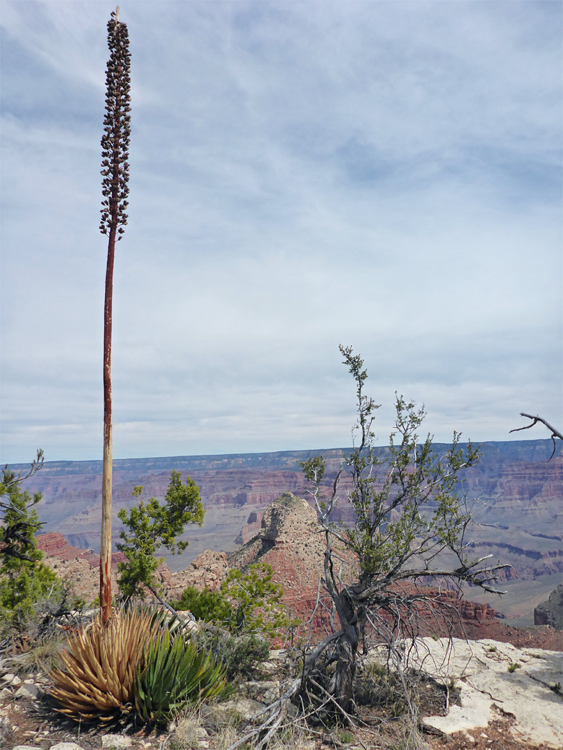 Agave flower stalk