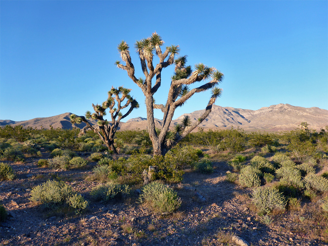 Desert west of the mountains