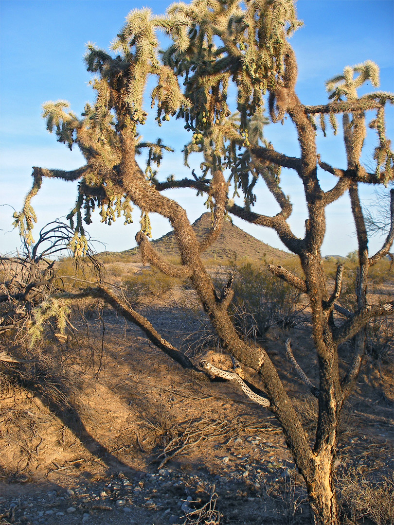 Jumping cholla