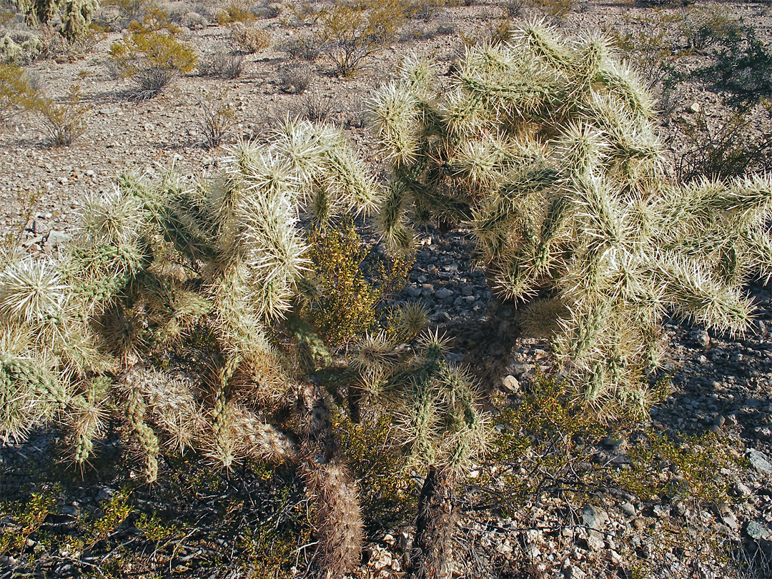 Dense spines