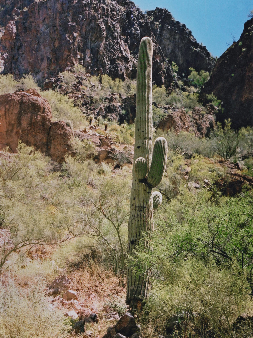 Lone saguaro