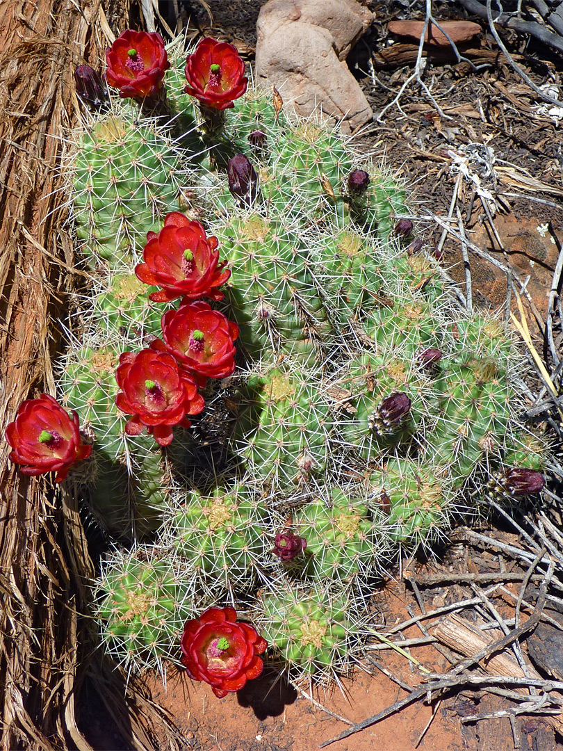 King cup cactus