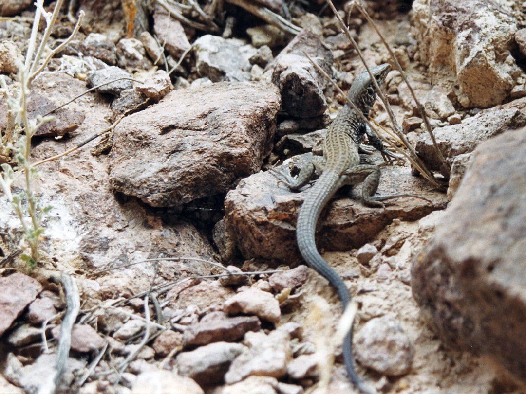 Western whiptail lizard