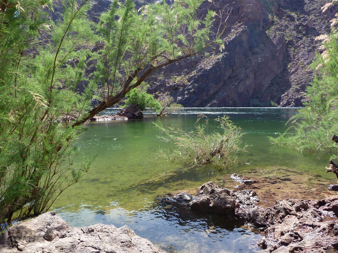 Bushes by the lake