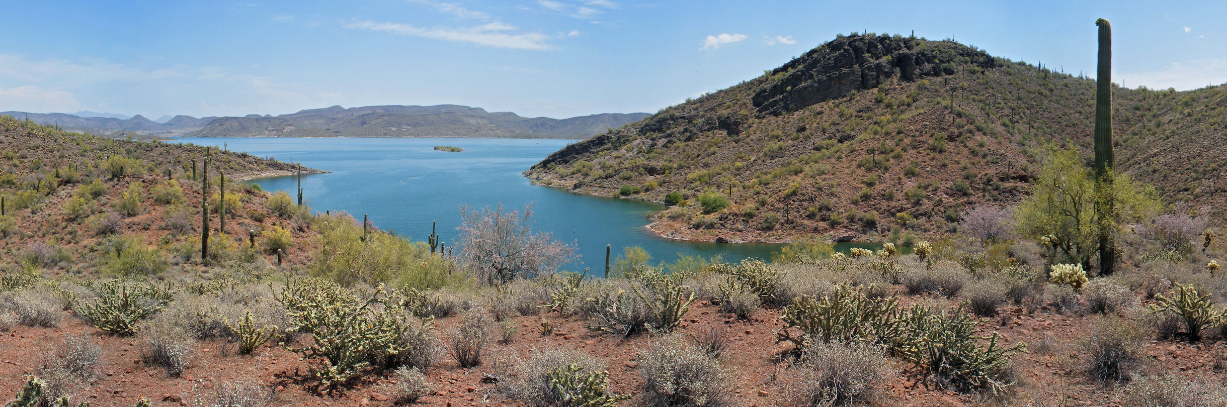 Cacti above Pipeline Cove