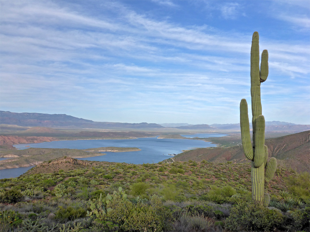 Branched saguaro