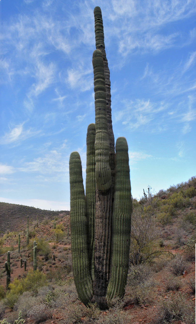 Tall saguaro