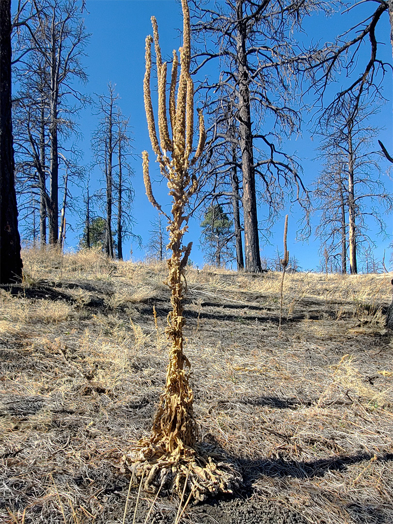 Dead mullein