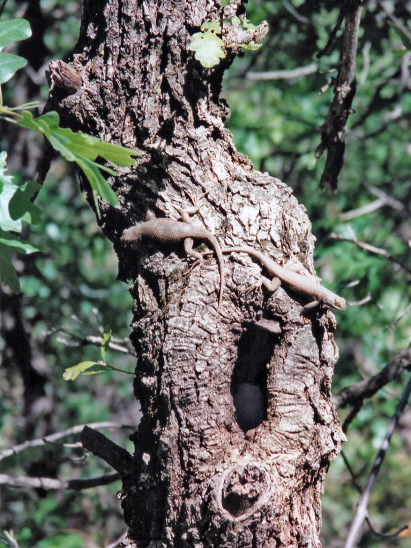 Clark's spiny lizards